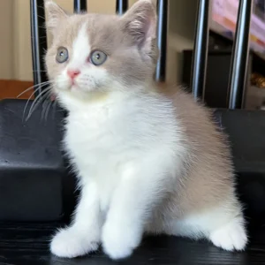 charmantes männliches Britisch Kurzhaar-Kätzchen