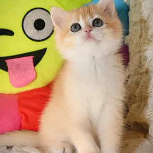 weibliche Britisch Kurzhaar-Kätzchen