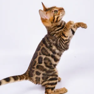 schwarz getigerte Bengalen