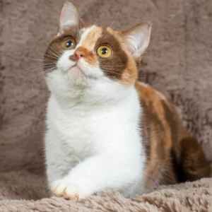 Britisch Kurzhaar Katzchen zu verkaufen