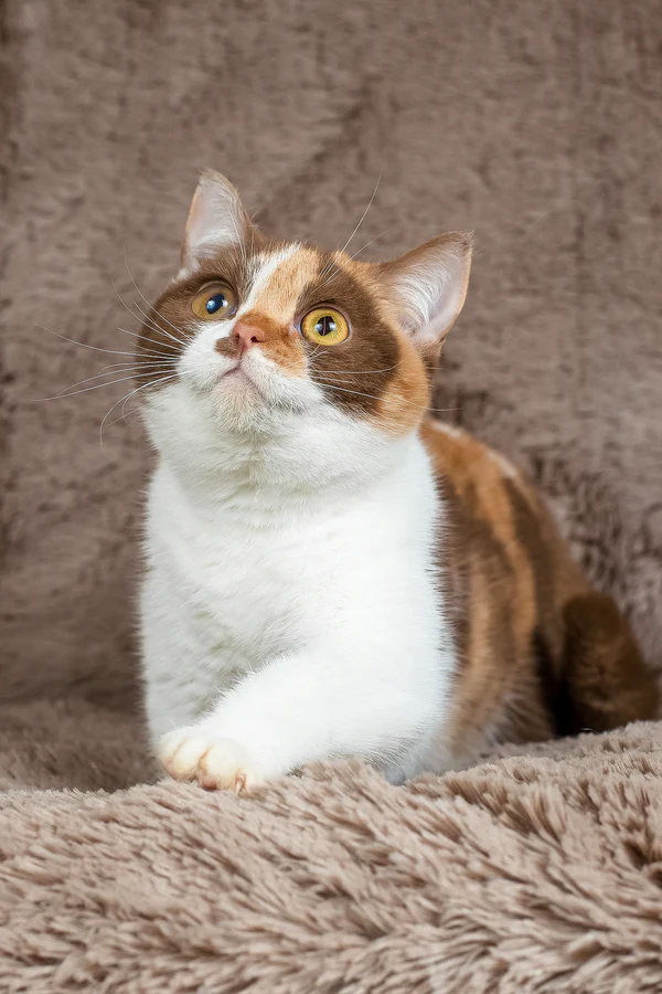 Britisch Kurzhaar Katzchen zu verkaufen