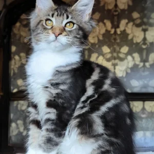 Maine Coon