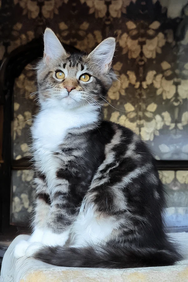 Maine Coon