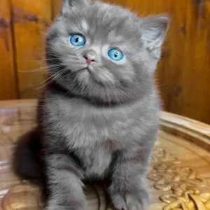 Britisch Kurzhaarkatze