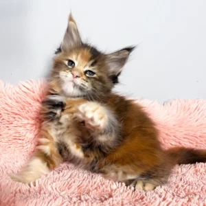 Maine-Coon-Kätzchen