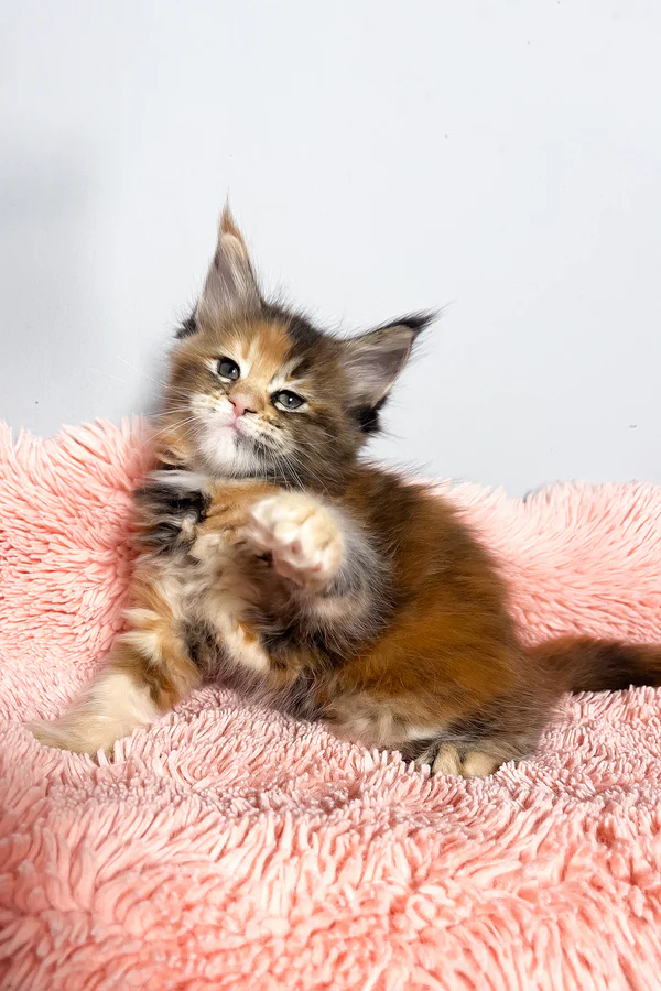 Maine-Coon-Kätzchen