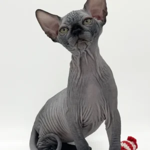 Kanadische Sphynx