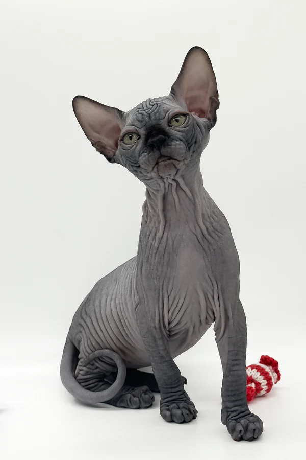 Kanadische Sphynx