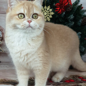 Britisch Kurzhaarkatze