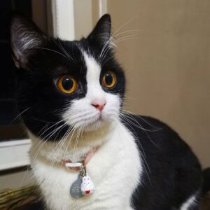 Britisch Kurzhaarkatze