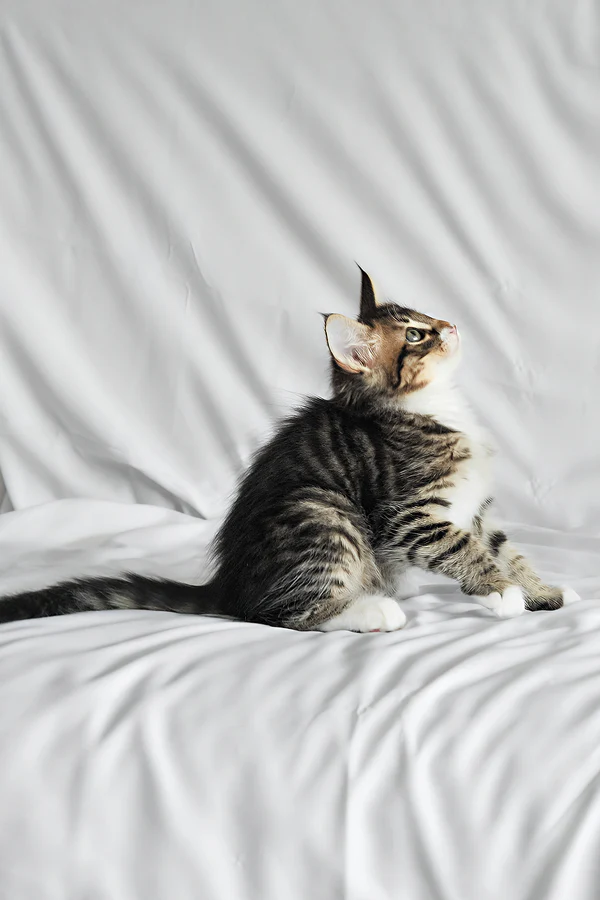 männliches norwegisches Waldkätzchen - Image 6