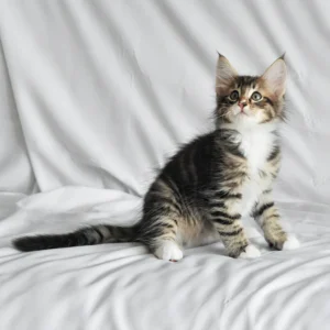 männliches norwegisches Waldkätzchen