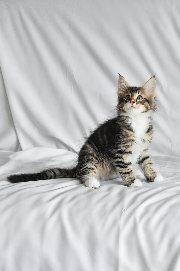 männliches norwegisches Waldkätzchen