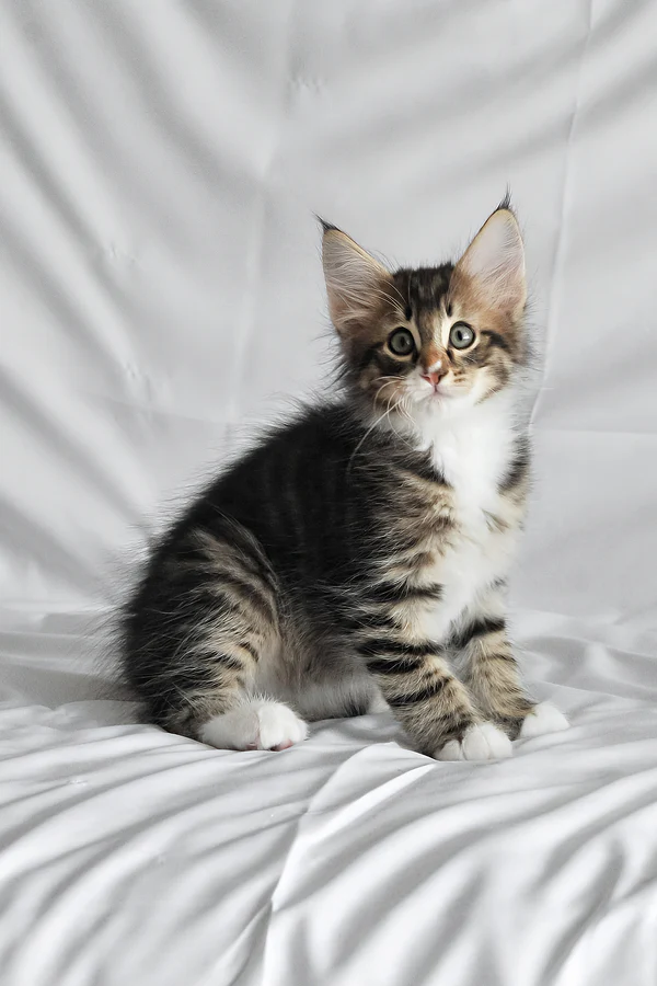 männliches norwegisches Waldkätzchen - Image 3