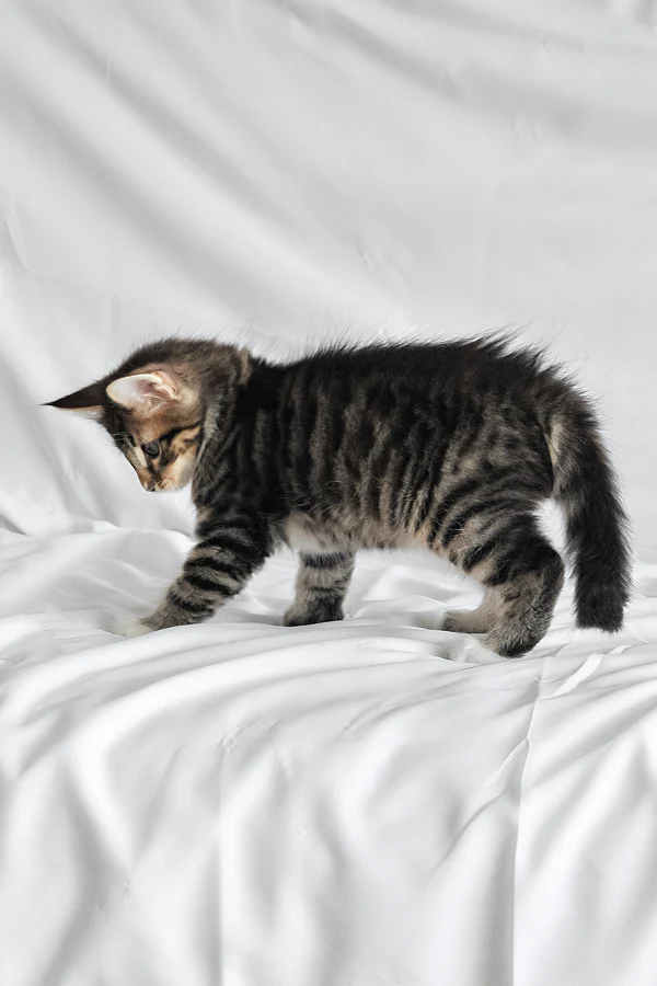 männliches norwegisches Waldkätzchen - Image 2