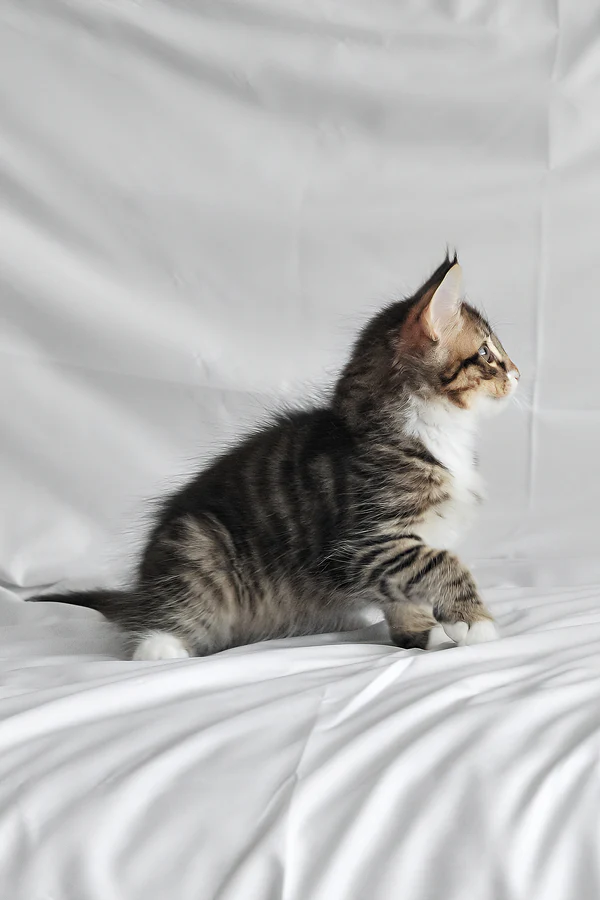 männliches norwegisches Waldkätzchen - Image 4