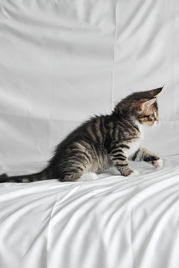 männliches norwegisches Waldkätzchen - Image 5