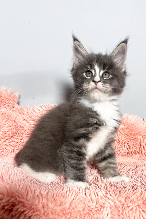 Maine CoonKatzchen zu verkaufen - Image 2