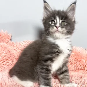 Maine CoonKatzchen zu verkaufen