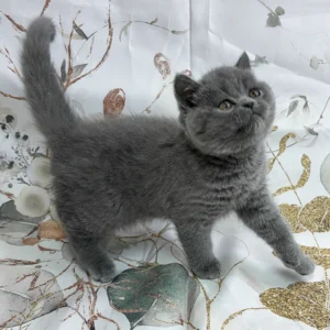 klassisches blaues Britisch Kurzhaar