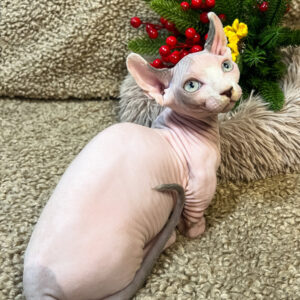 männliches Sphynx-Kätzchen