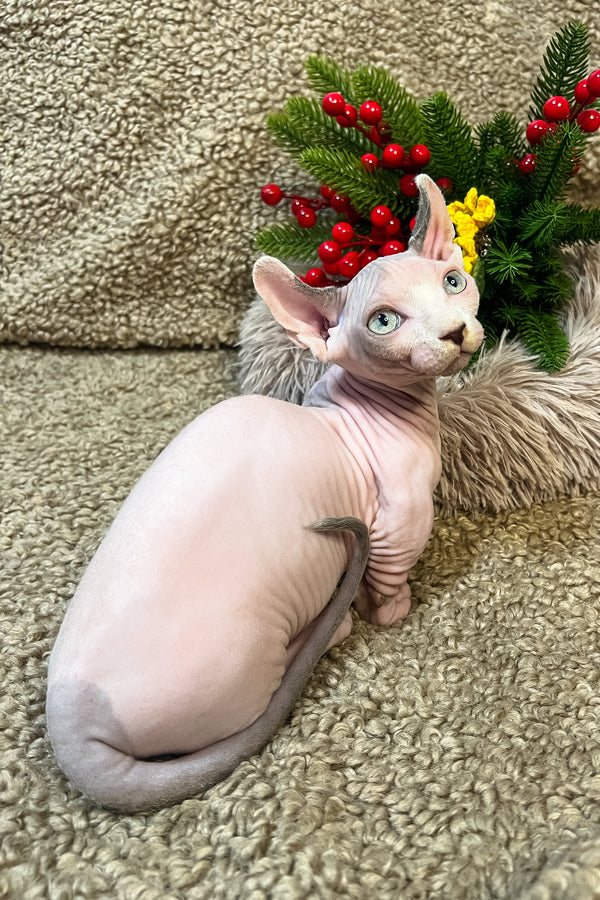 männliches Sphynx-Kätzchen