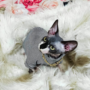 schwarze zweifarbige Sphynx