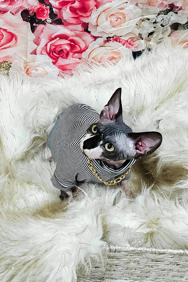 schwarze zweifarbige Sphynx