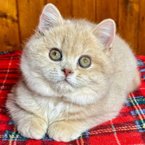 Britisch Kurzhaar-Kätzchen