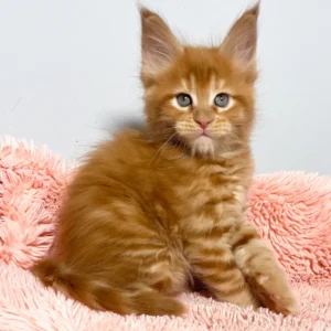 männlicher Maine Coon