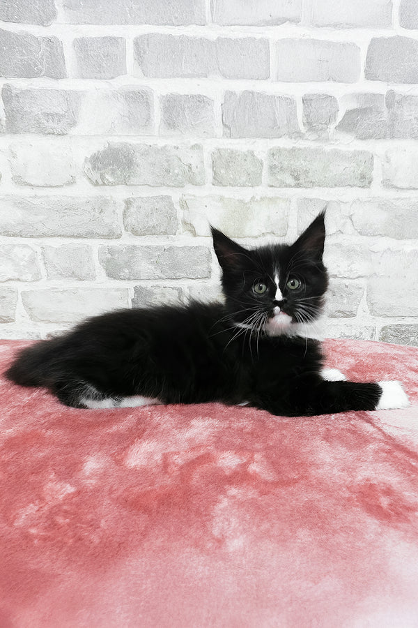 schwarze zweifarbige Maine Coon - Image 2