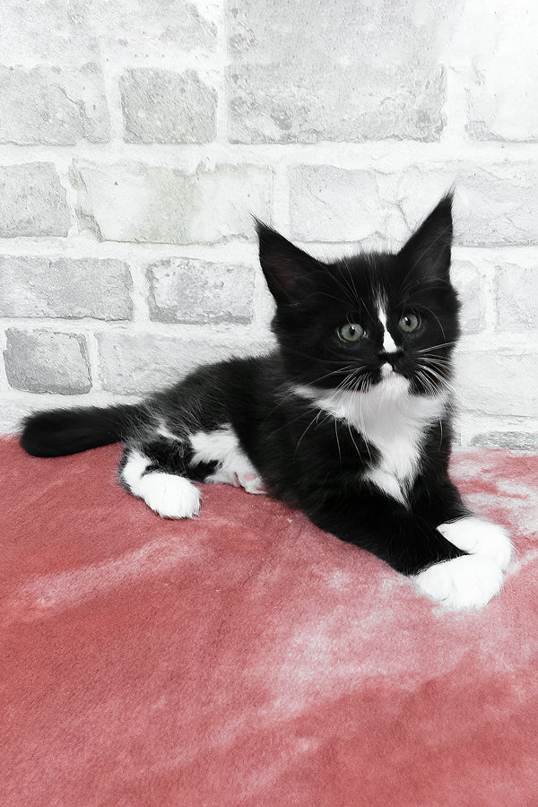 schwarze zweifarbige Maine Coon