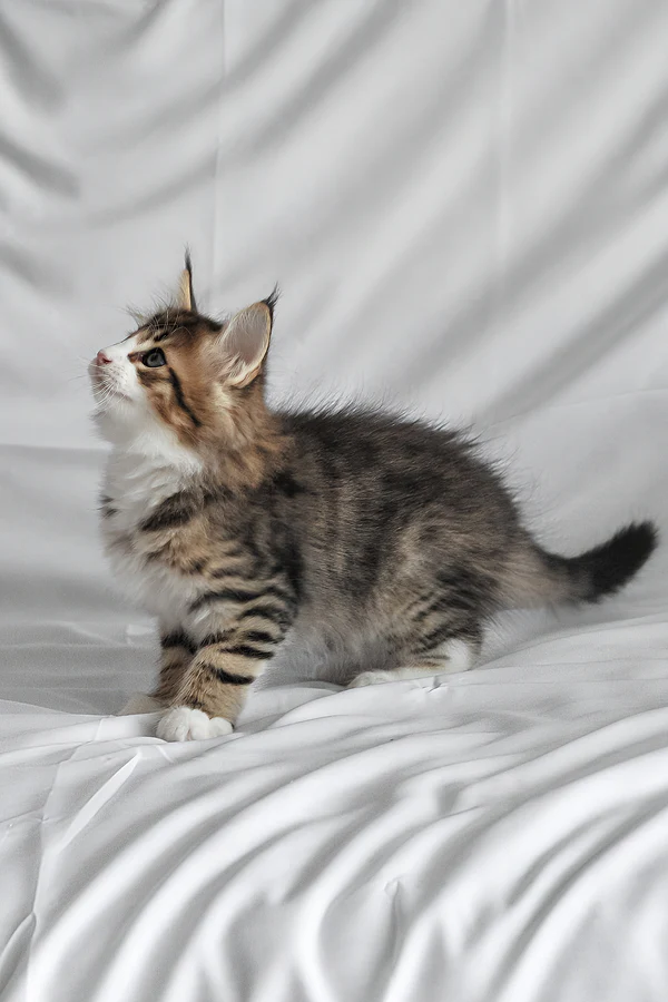 männliches norwegisches Waldkätzchen - Image 4