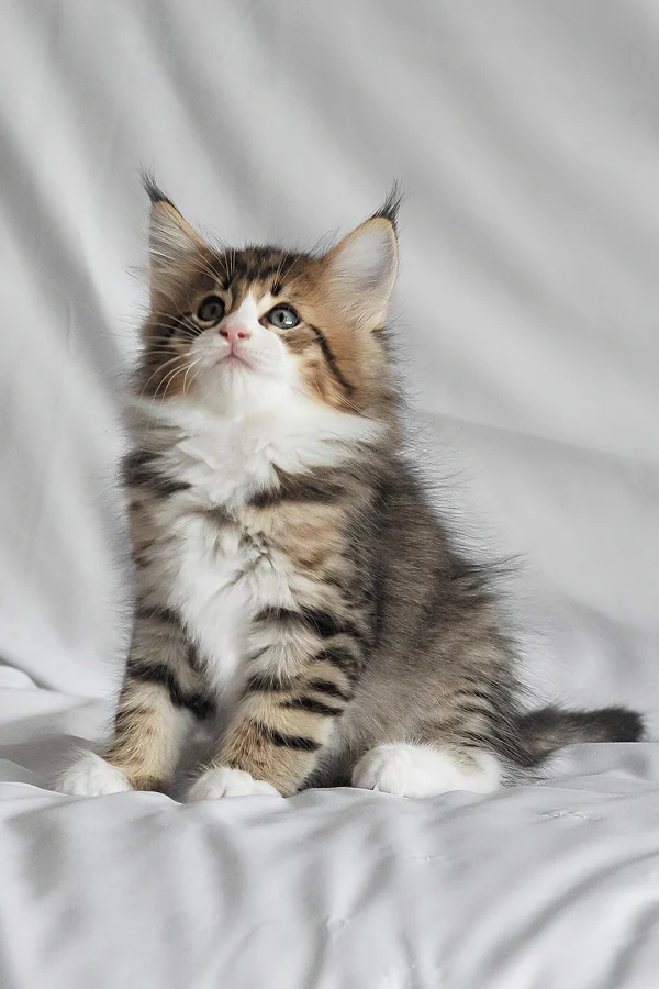 männliches norwegisches Waldkätzchen - Image 5