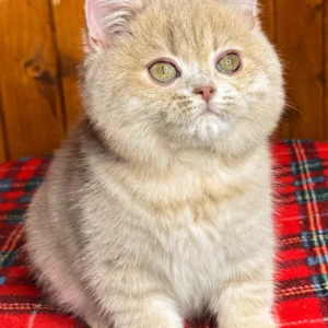 Britisch Kurzhaar-Kätzchen