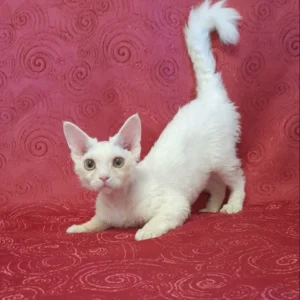 Devon Rex Kätzchen zu verkaufen