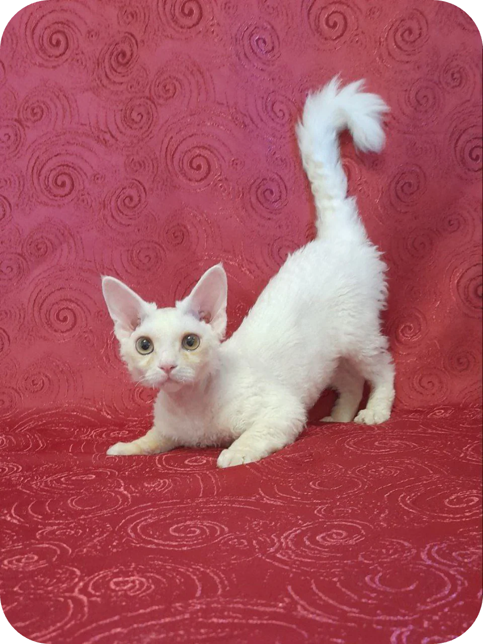 Devon Rex Kätzchen zu verkaufen