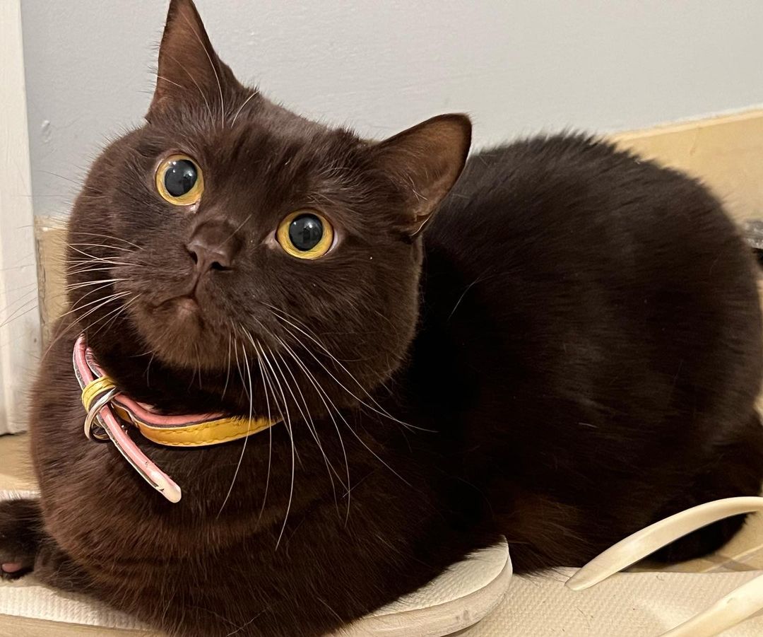 schwarze Britisch Kurzhaarkatze - Image 4