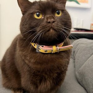 schwarze Britisch Kurzhaarkatze