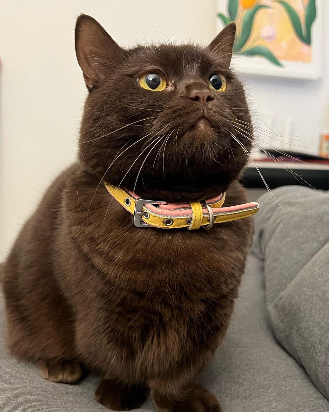 schwarze Britisch Kurzhaarkatze - Image 2