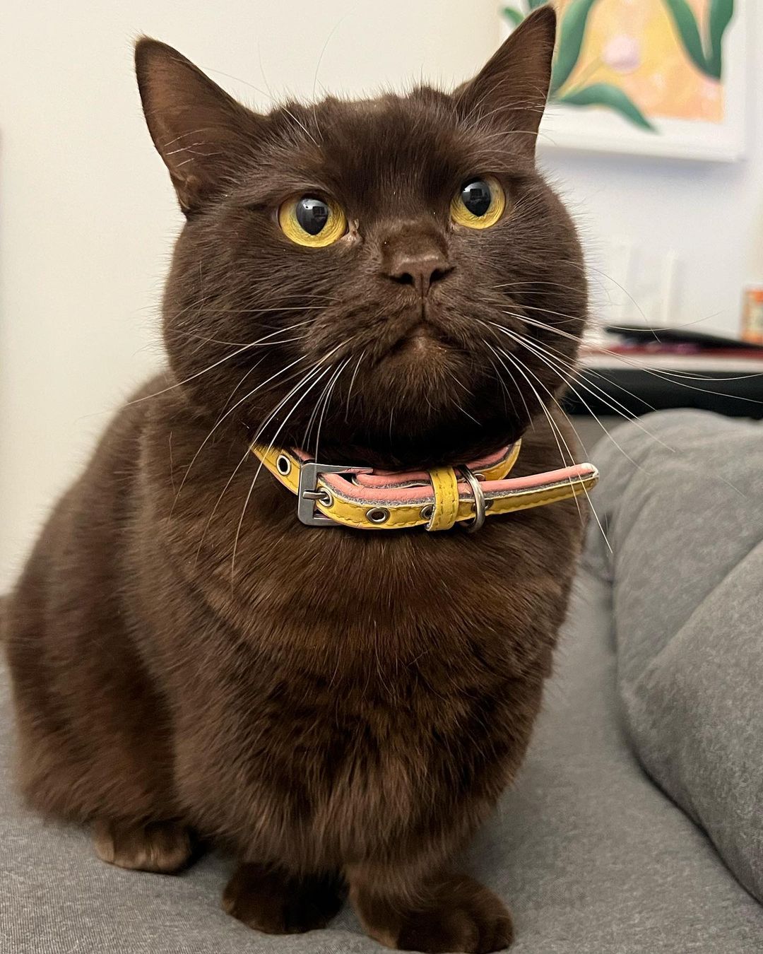 schwarze Britisch Kurzhaarkatze - Image 3