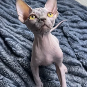 Kanadisches Sphynx-Kätzchen