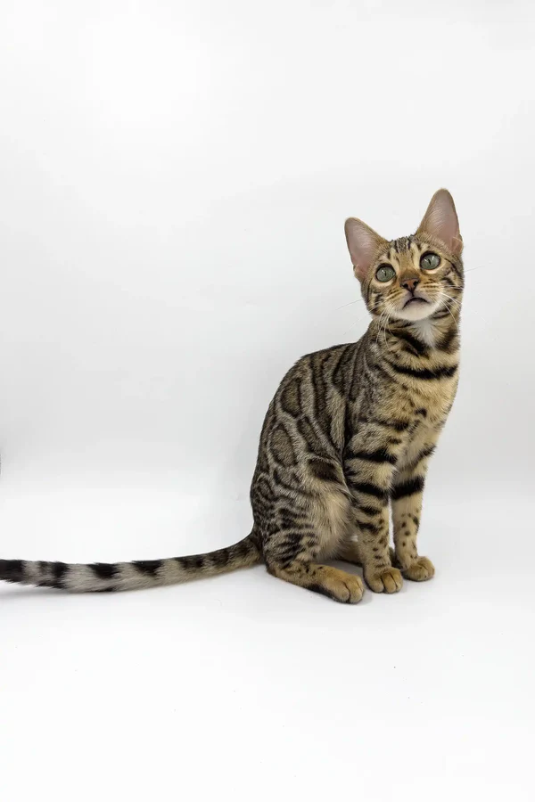 Bengalkätzchen - Image 3