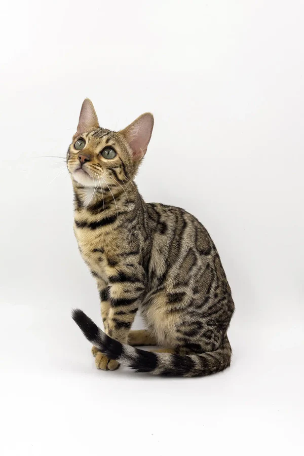 Bengalkätzchen - Image 2