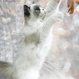 Ragdoll Katzchen zu verkaufen