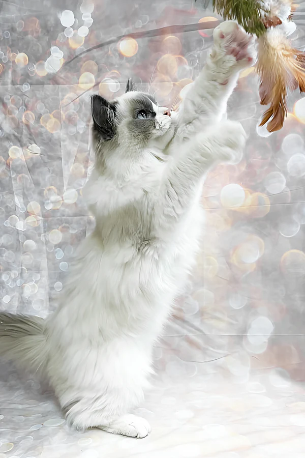 Ragdoll Katzchen zu verkaufen